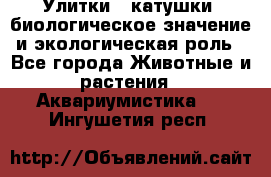 Улитки – катушки: биологическое значение и экологическая роль - Все города Животные и растения » Аквариумистика   . Ингушетия респ.
